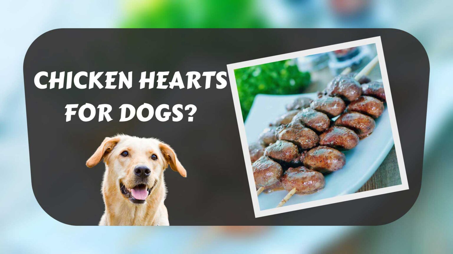 can-dogs-eat-chicken-hearts-the-answer-may-surprise-you