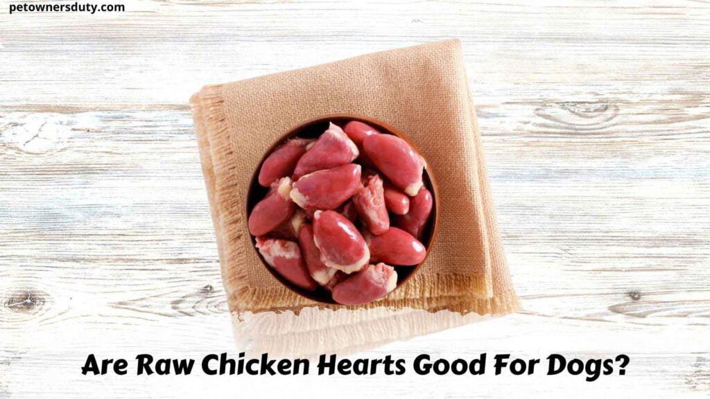 Can dogs eat chicken hearts The answer may surprise you 