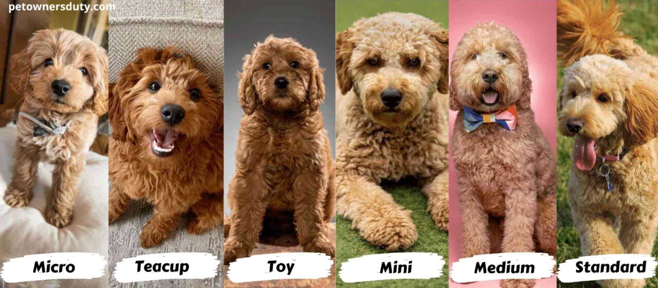 What is a Micro Mini Goldendoodle? A Complete Guide | Pet Owners Duty