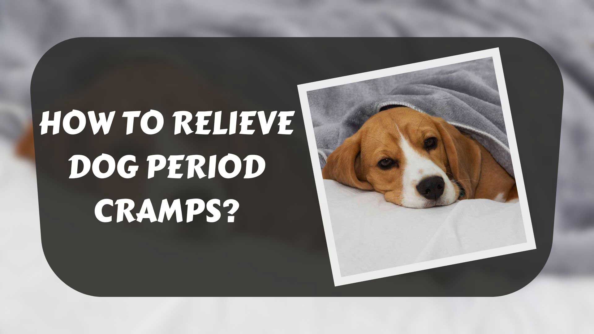 How To Relieve Dog Period Cramps : Tips to Help Heat Pain | Pet Owners Duty