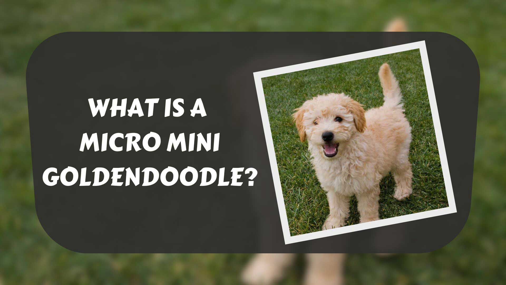 what-is-a-micro-mini-goldendoodle-featured-image