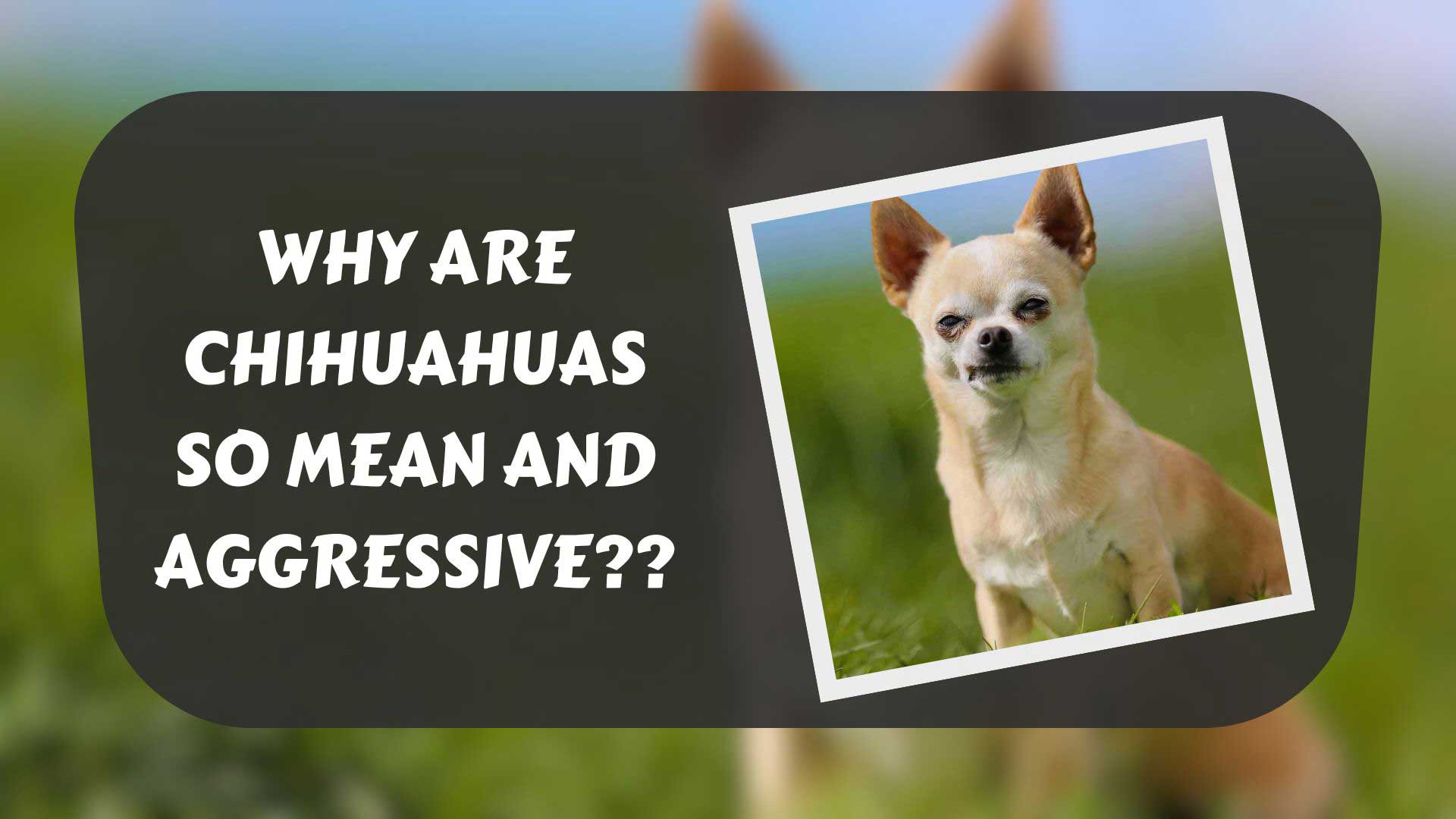 why-are-chihuahuas-so-mean-and-aggressive