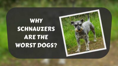 schnauzers-are-the-worst-dogs-featured-image