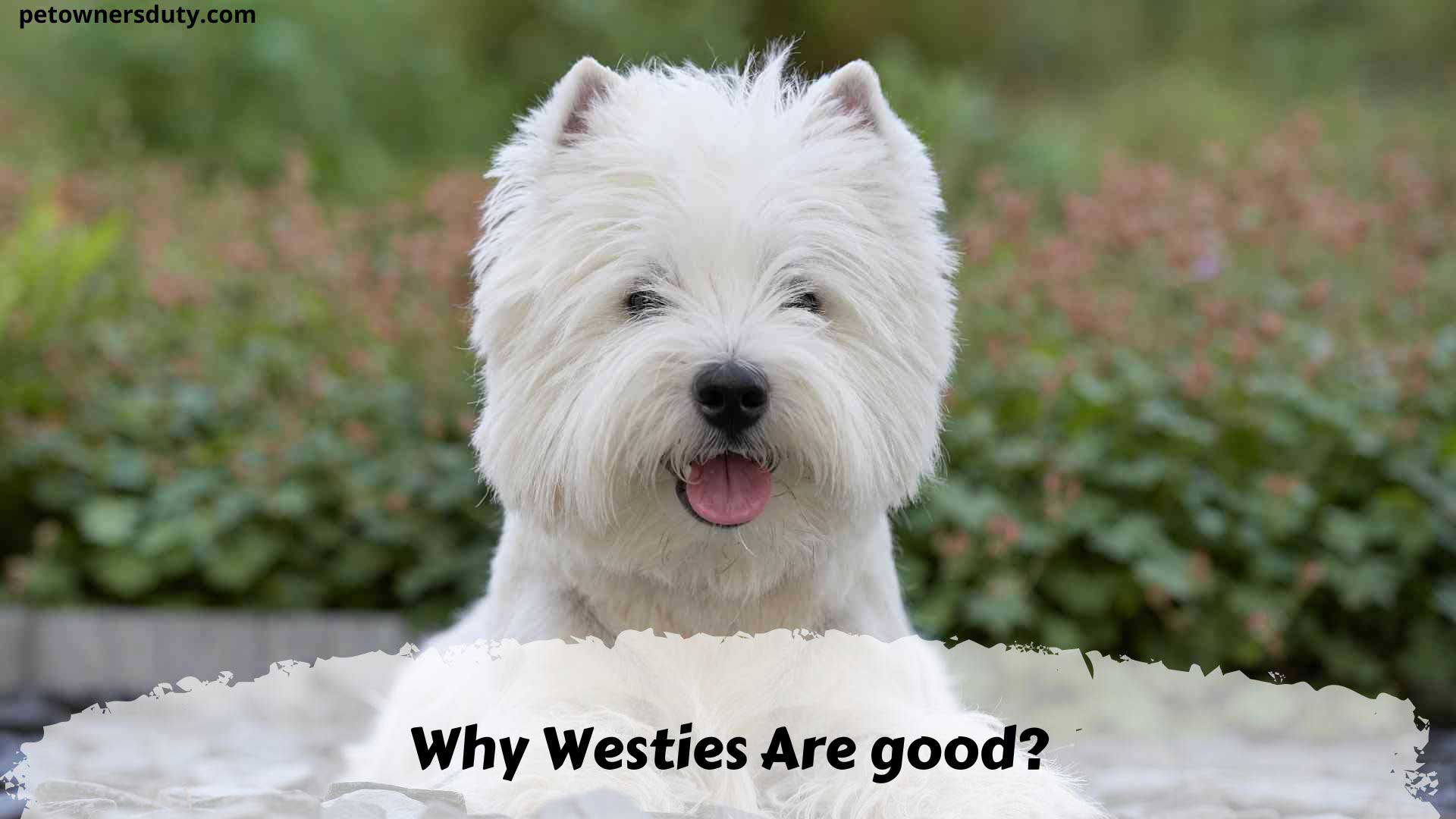 6 Reasons That Prove Why Westies Are The Worst Dogs Pet Owners Duty