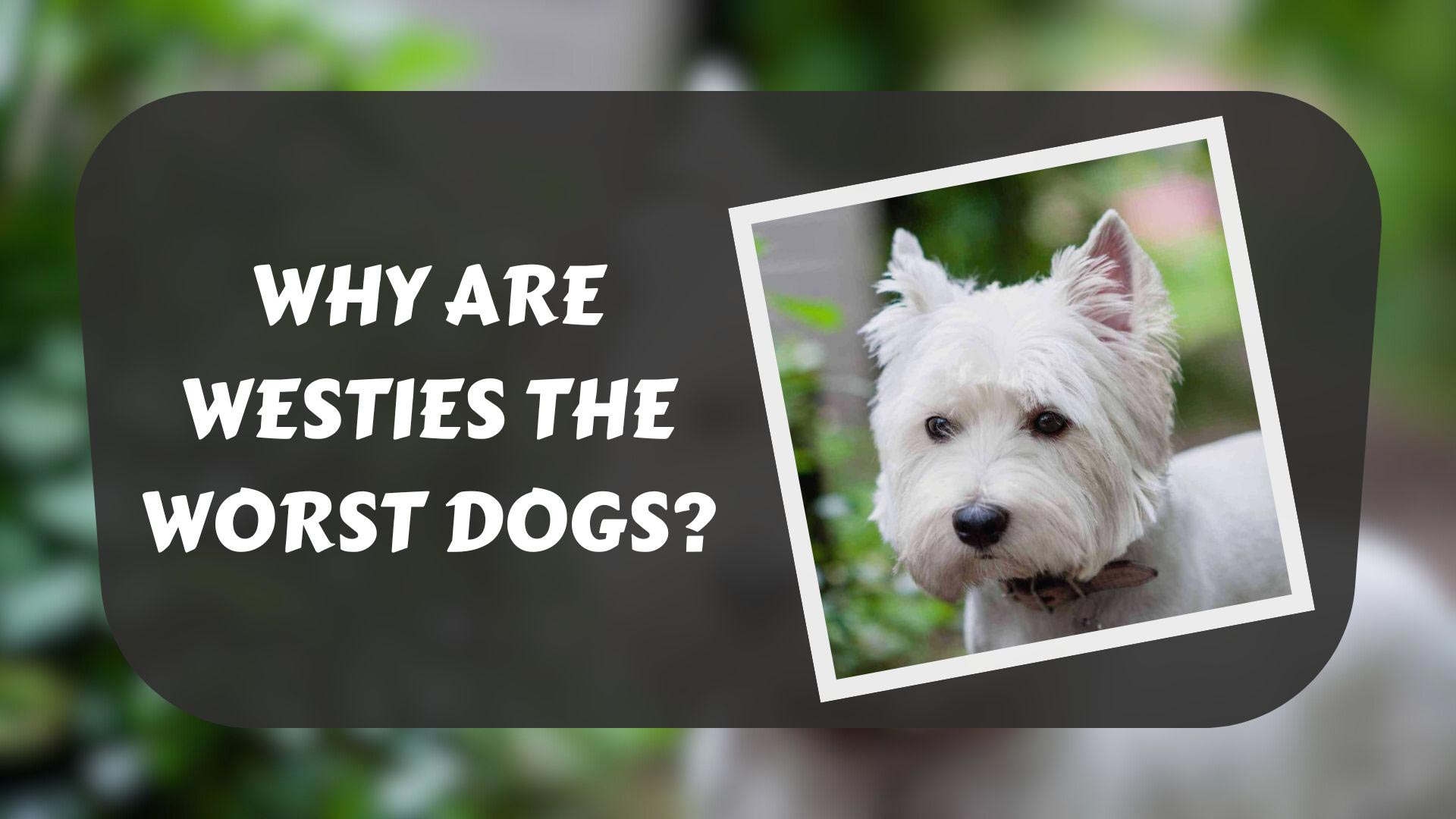 why-westies-are-the-worst-dogs