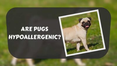 are-pugs-hypoallergenic