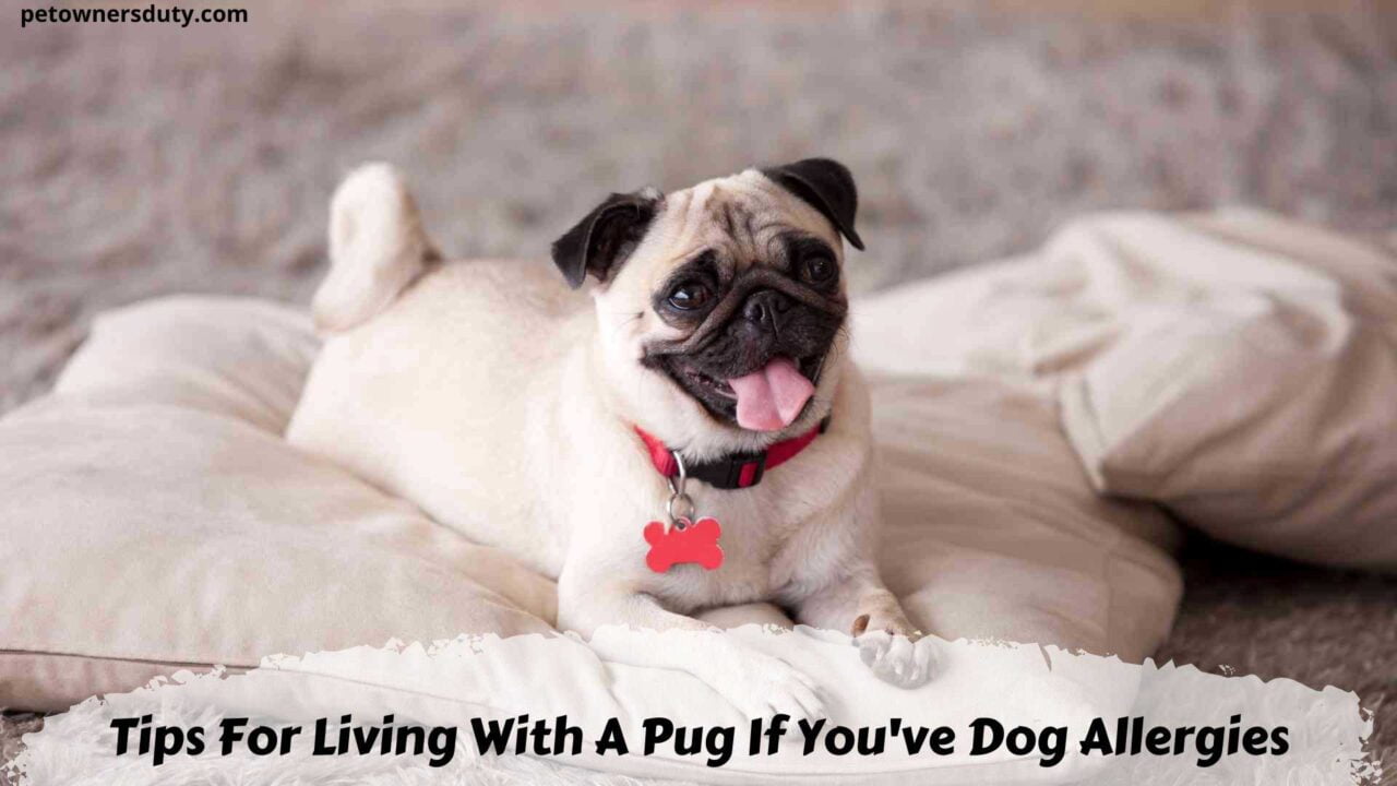 tips-for-living-with-a-pug-if-you-have-dog-allergies