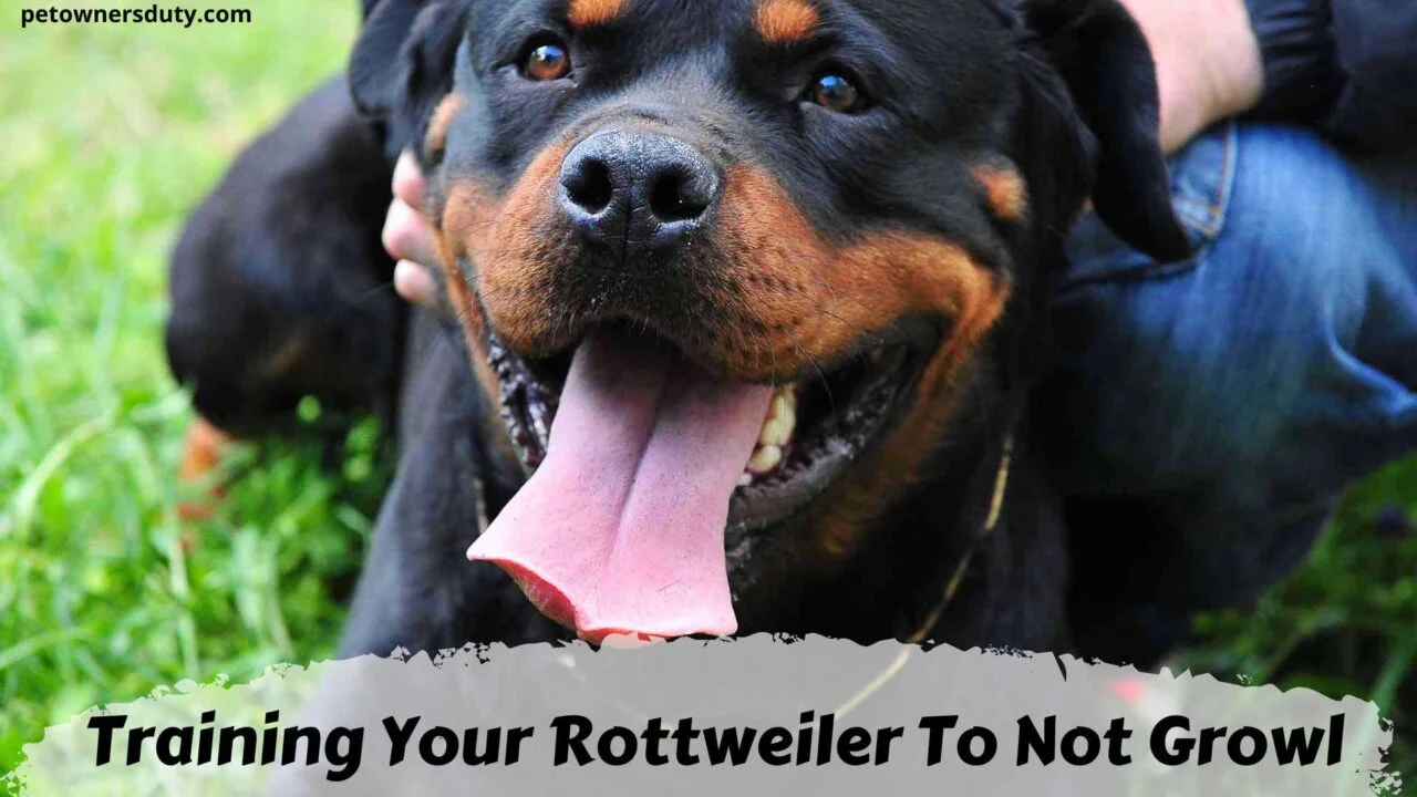 training-your-rottweiler-to-not-growl