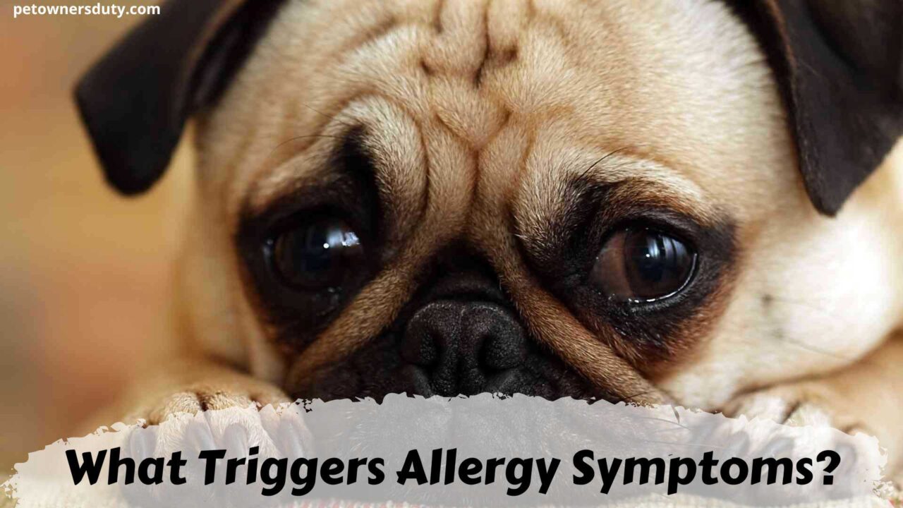 what-triggers-allergy-symptoms-in-pugs