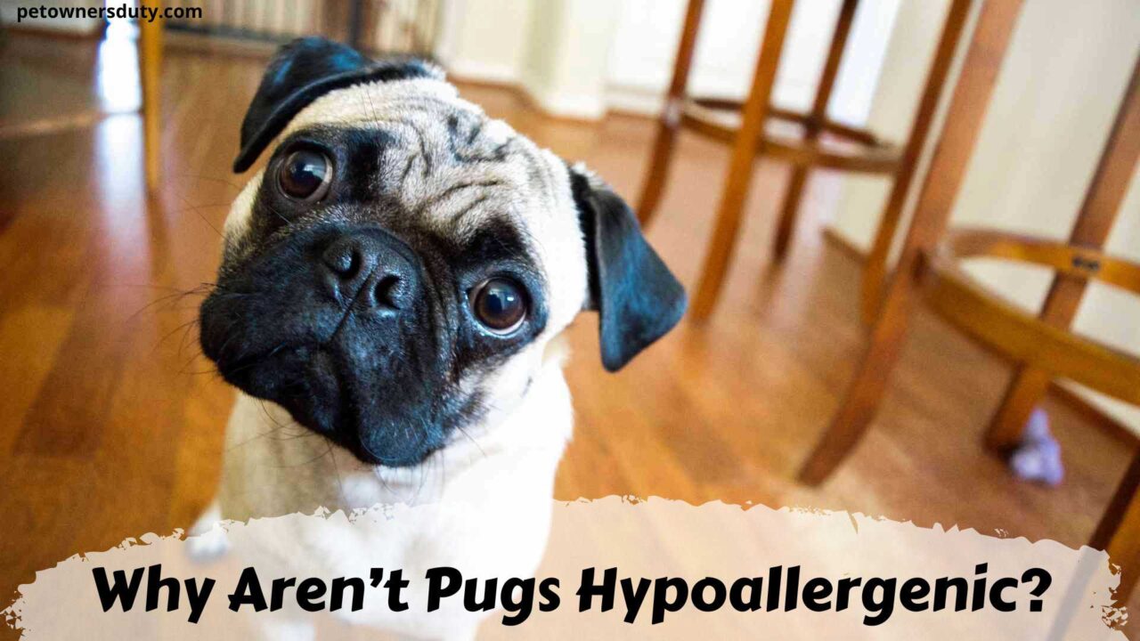 why-arent-pugs-hypoallergenic