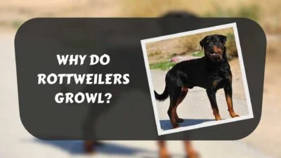 why-do-rottweilers-growl