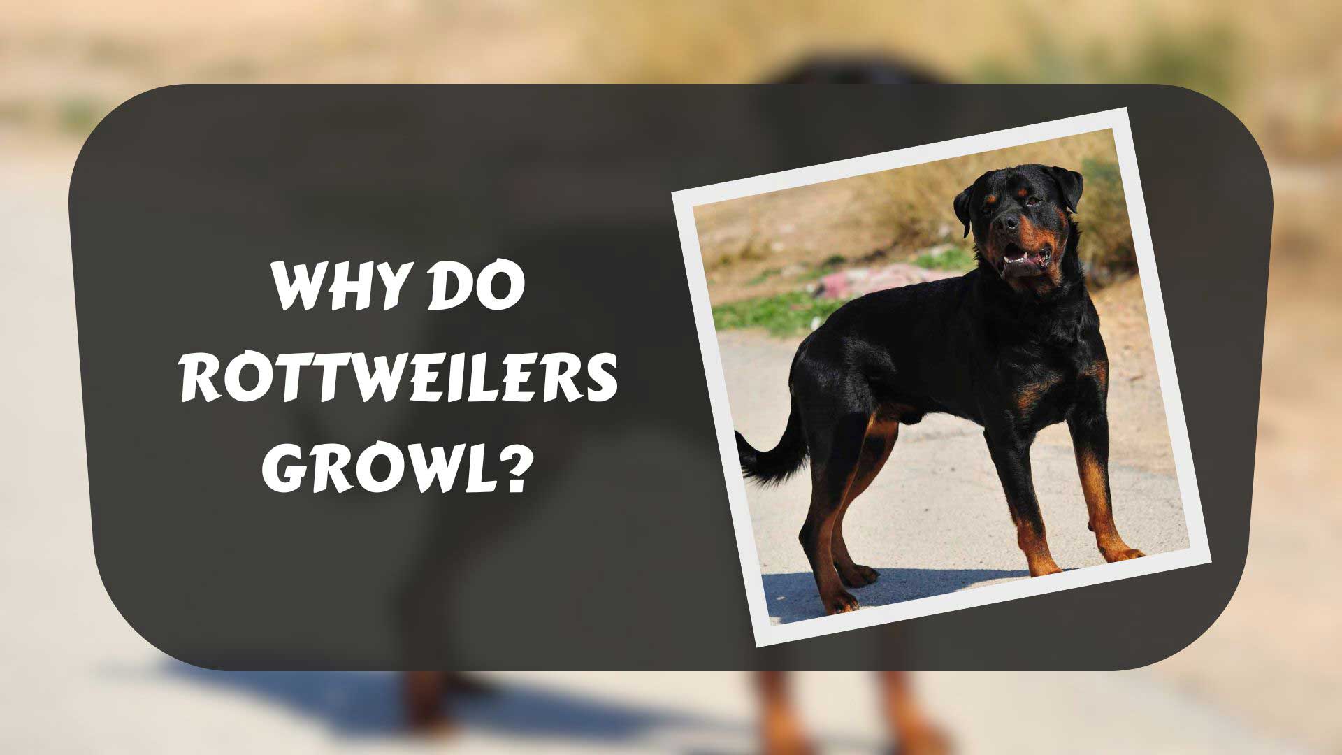 why-do-rottweilers-growl