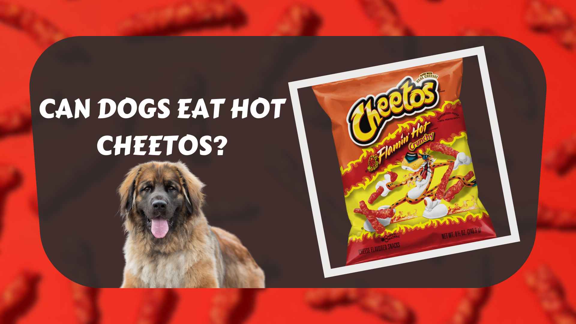 can-dogs-eat-hot-cheetos-effects-of-hot-cheetos-on-your-dog-s-health