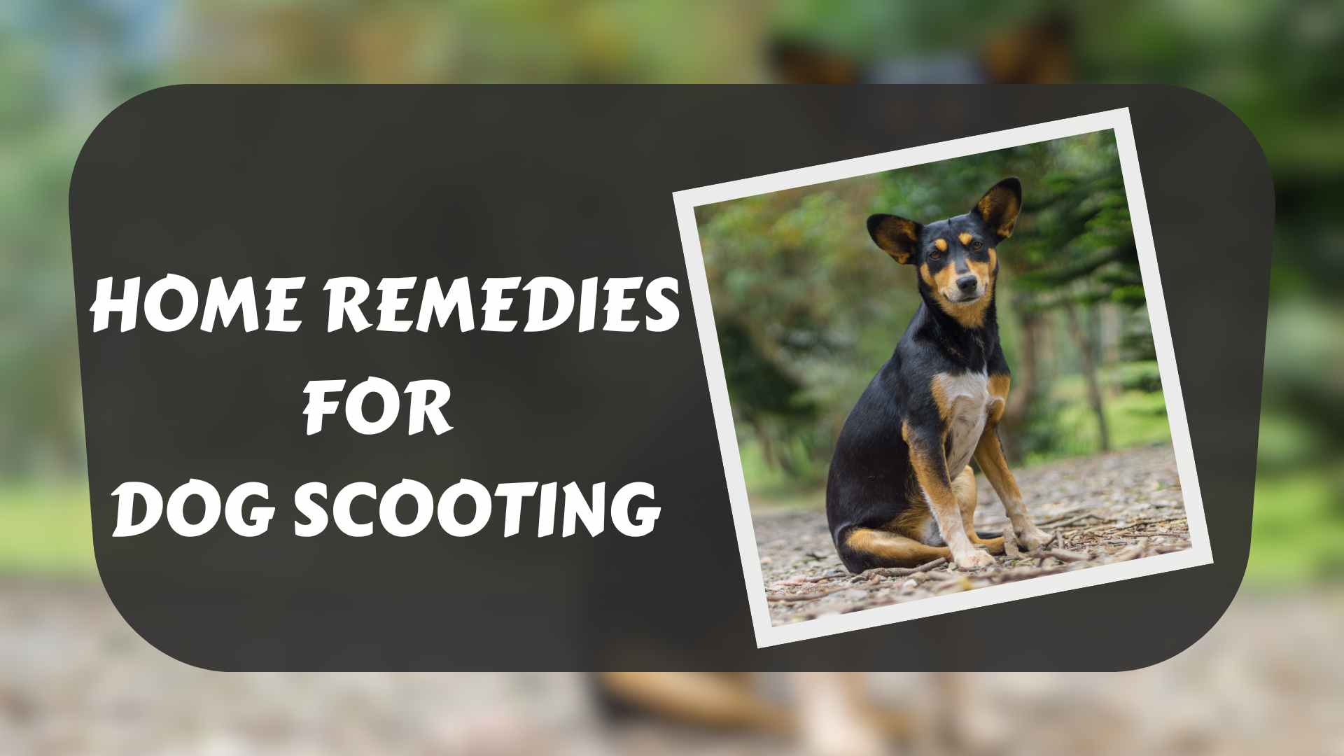 home-remedies-for-dog-scooting