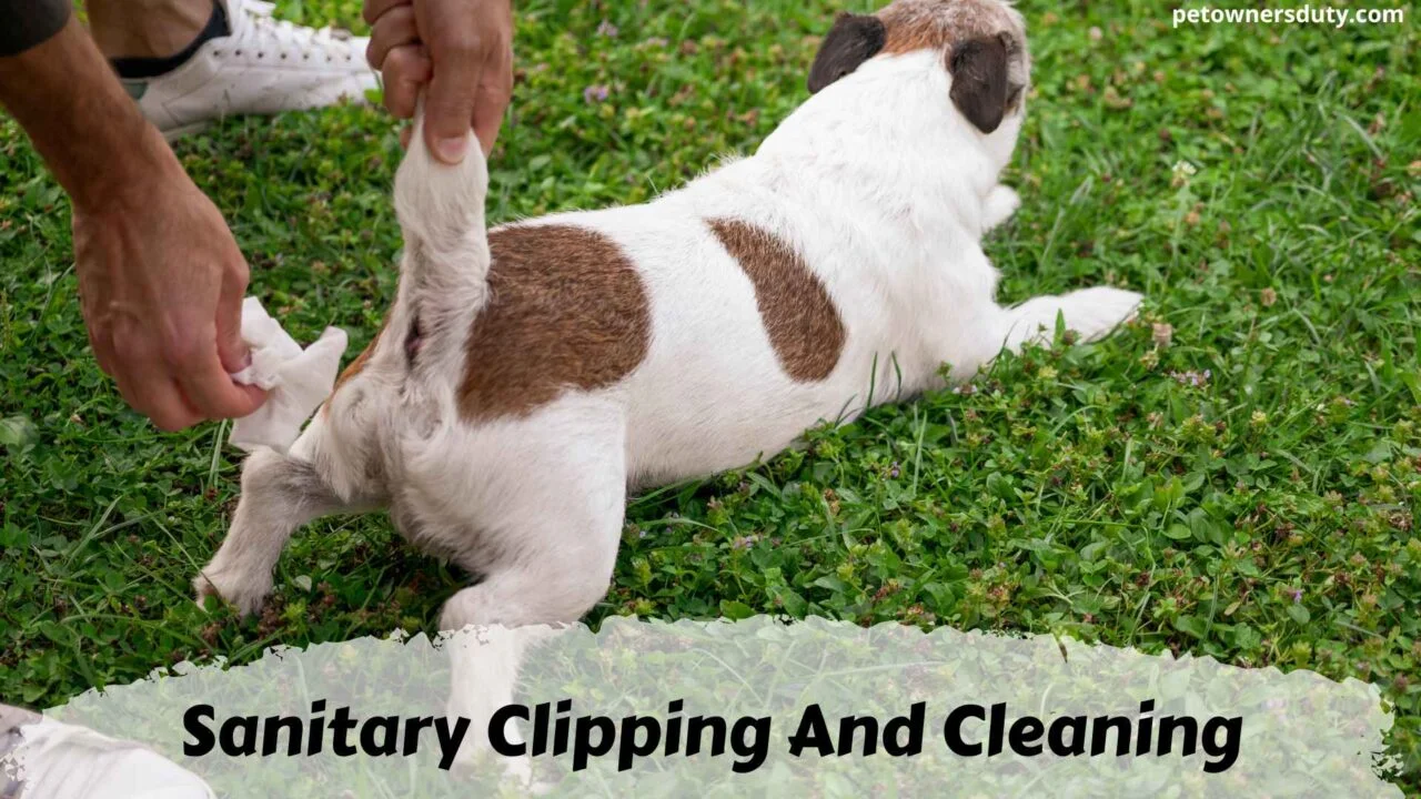 sanitary-clipping-and-cleaning-a-dog