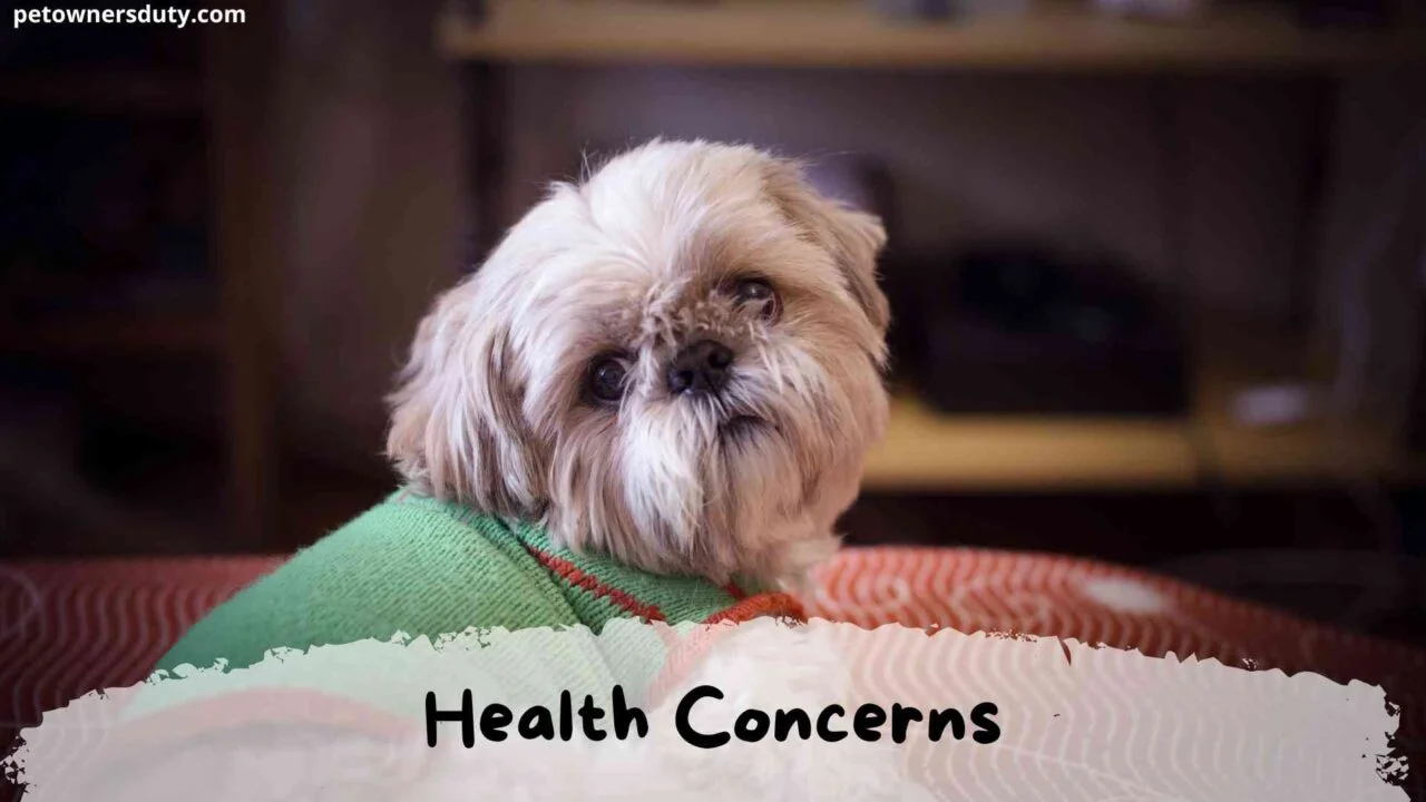 shih tzu-has-health-concerns