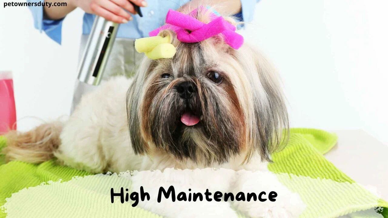 shih-tzu-is-high-maintenance