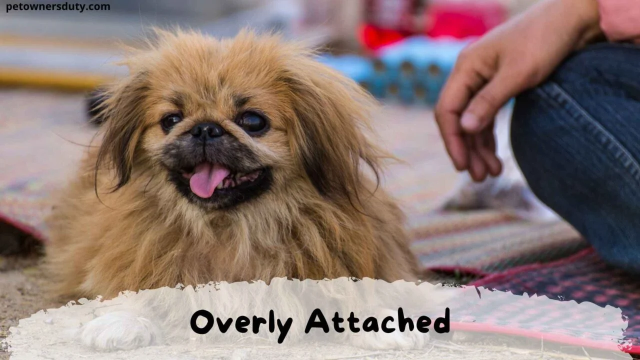 shih-tzu-is-overly-attached