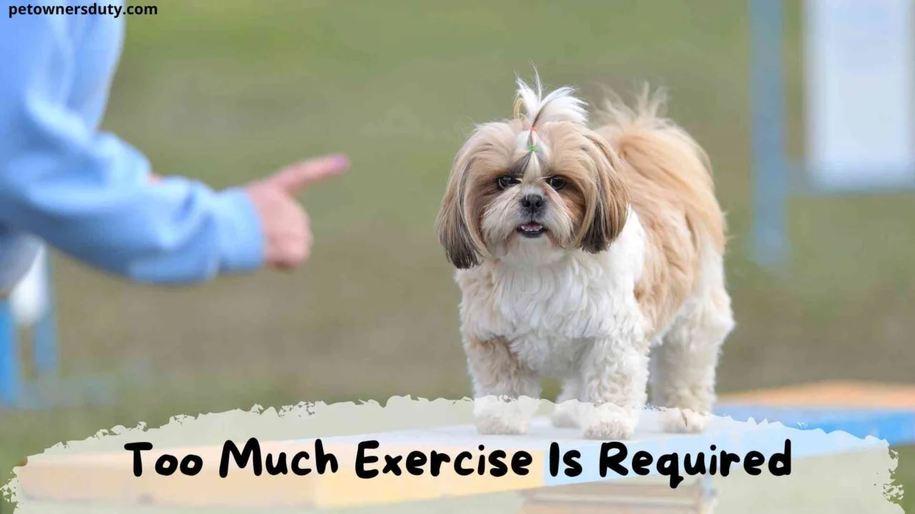 shih-tzu-requires-too-much-exercise
