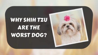 why-shih-tzu-are-the-worst-dog