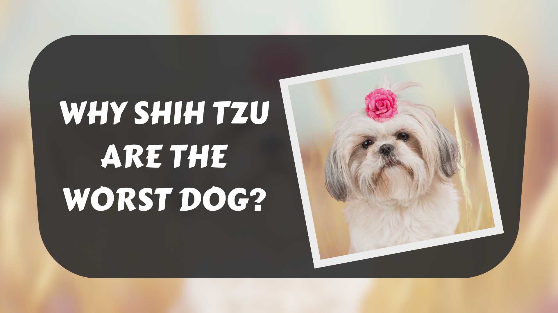 why-shih-tzu-are-the-worst-dog