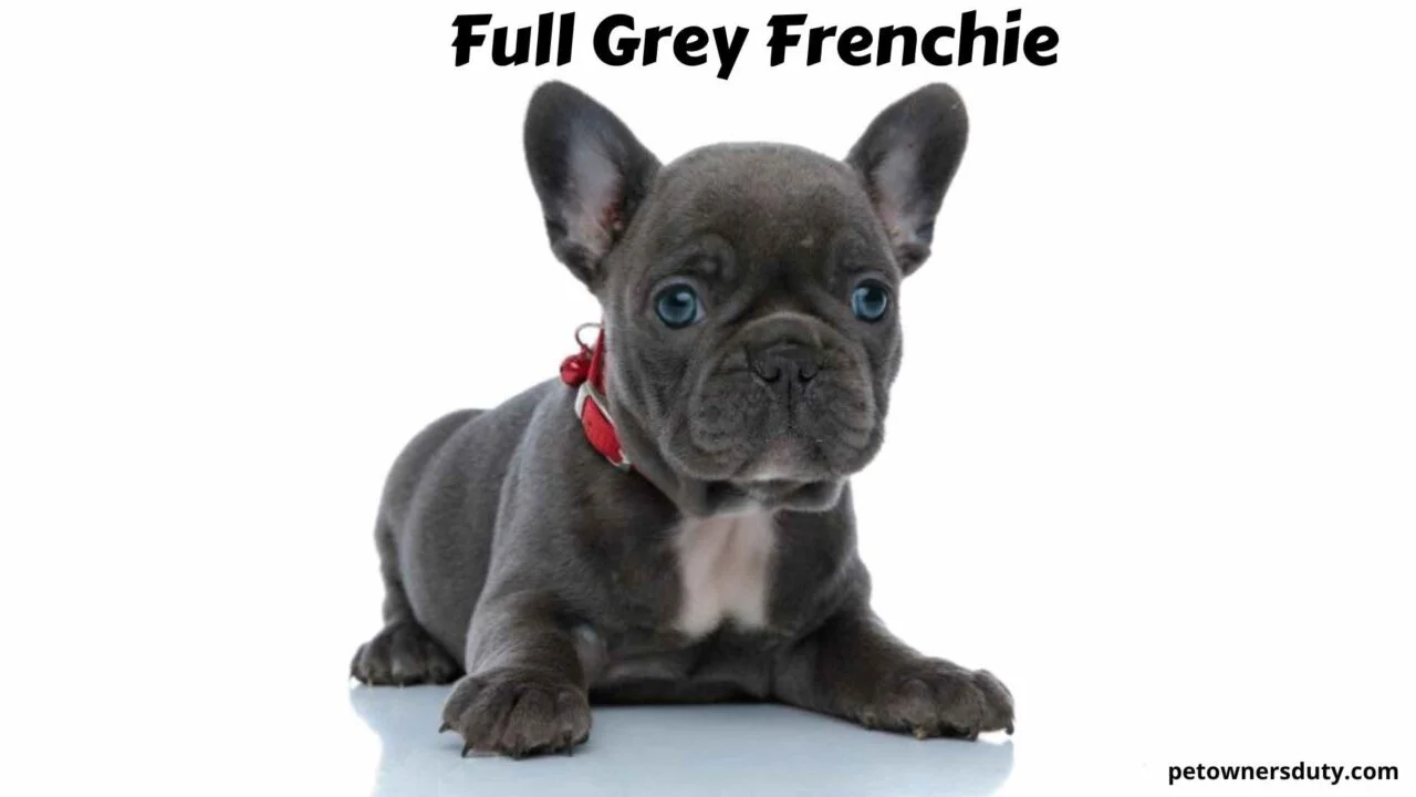full-grey-frenchie