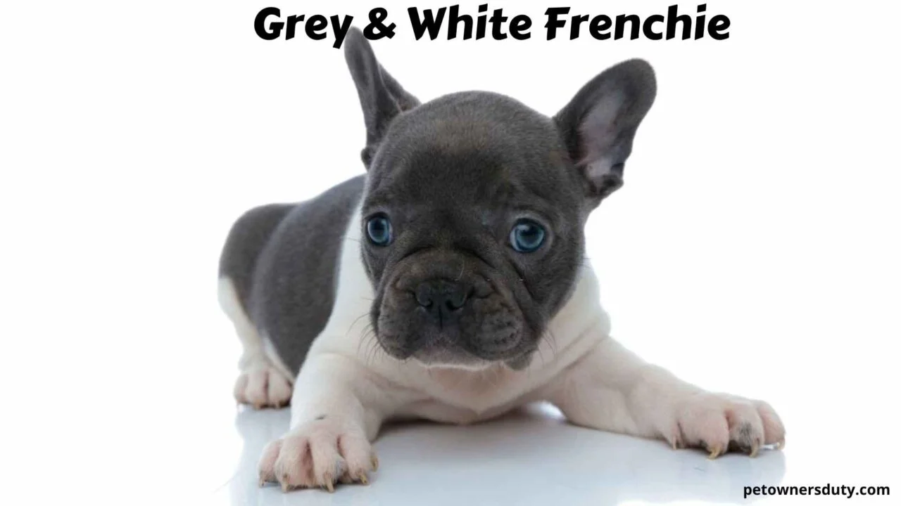 grey-and-white-frenchie