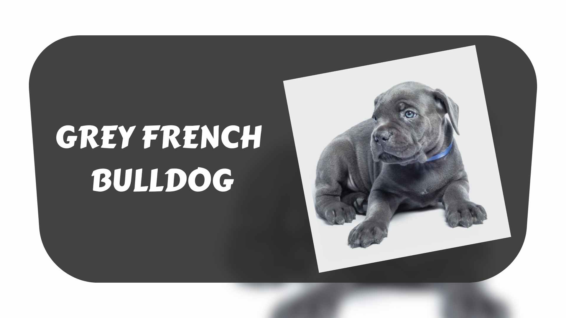 grey-french-bulldog