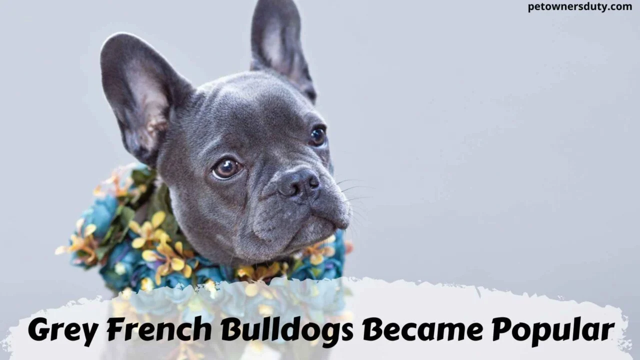 grey-french-bulldogs-became-popular