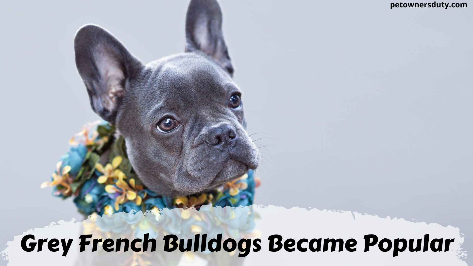 Grey French Bulldog Guide: Info, Types, Facts and Cost | Pet Owners Duty