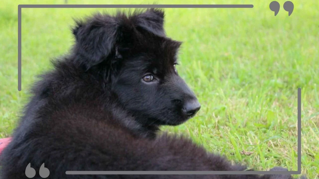 black-german-shepherd-puppy-post-image-4