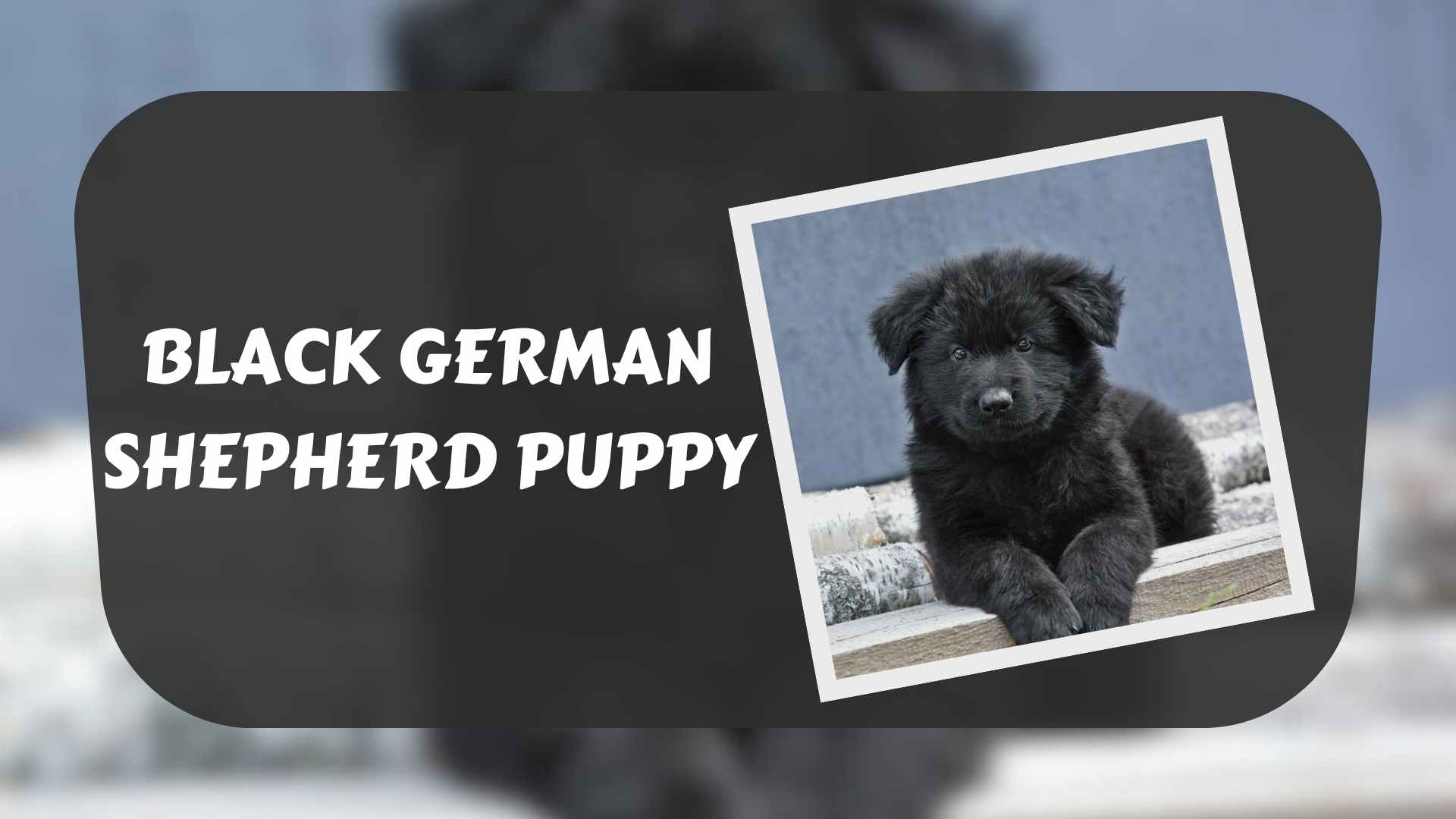 Black German Shepherd Puppy - The Perfect Breed for Shepherd ...