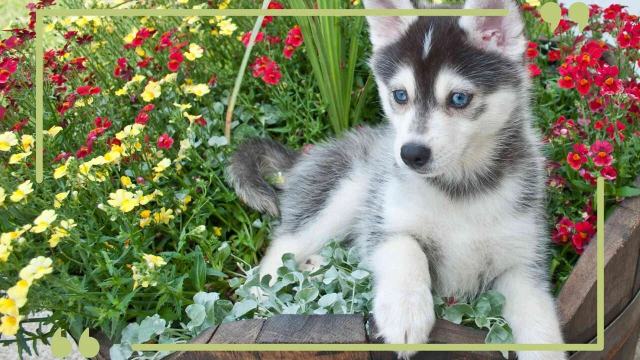 teacup-pomsky-post-image-1