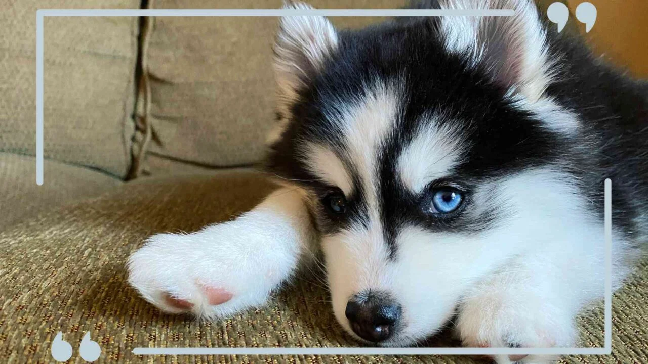 teacup-pomsky-post-image-2