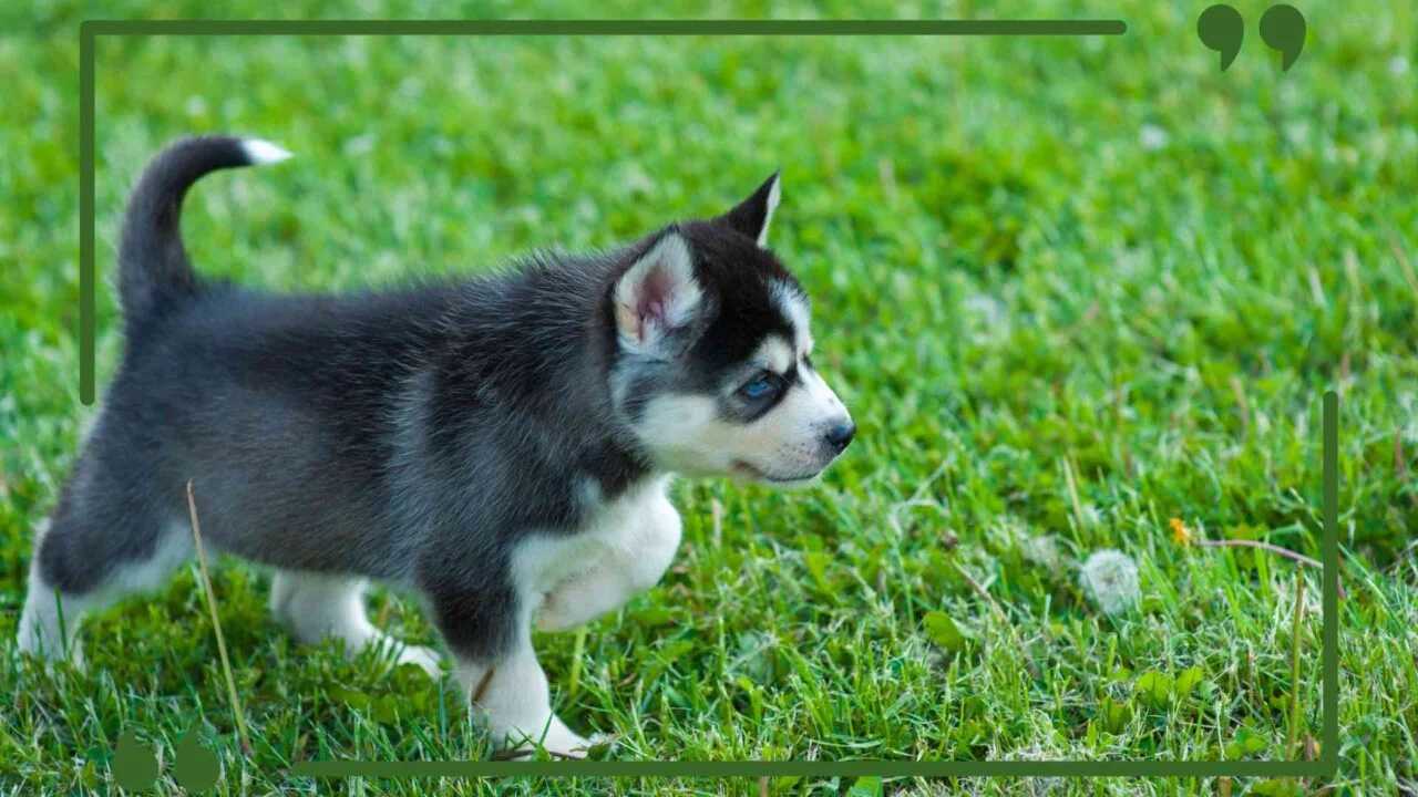 teacup pomsky post image 3